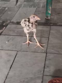 Aseel chick for sale location khushab