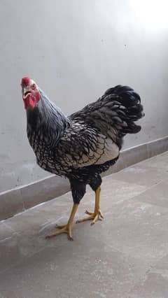 Silver