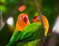Love