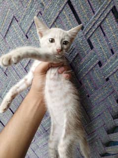 Cute Kittens Available 3 months Old One Male Three Female