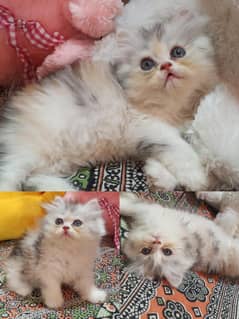 cute high quality kitten available