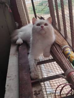 persian female /improted cat/triple coat/high quality /top quality