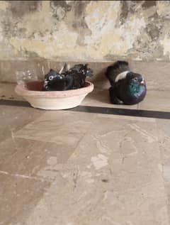 pigeon