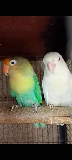 6-Fisher pairs;1-Albino male