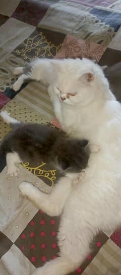 percian kittens