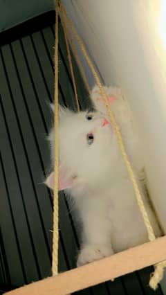 Persian