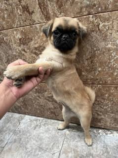 pug dog