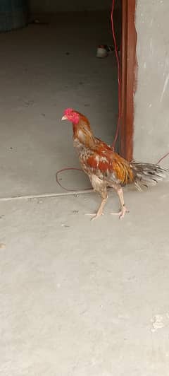 sakhawat