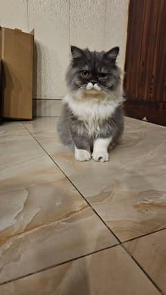 Persian