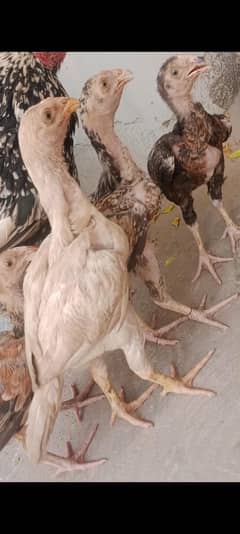 4 minawali bachi available hi