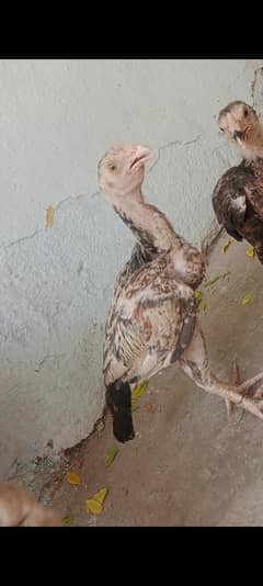 4 minawali bachi available hi