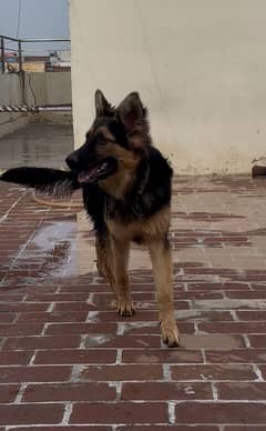 German shepherd Male dog 7 month old