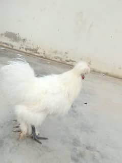 Silkie