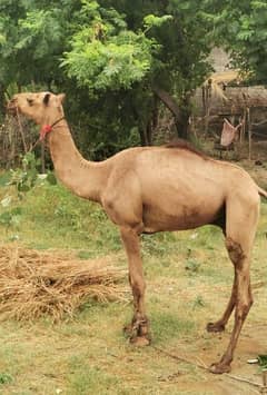Camel for sale contact fast for buy 03130026074