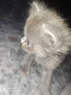 Persian