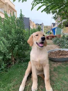 Golden Retriever Pedigreed Pup