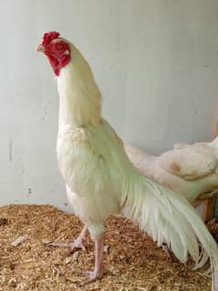 Aseel Heera  | Hera | Aseel chicks | Heera Murga | Hen | Muskha Chicks