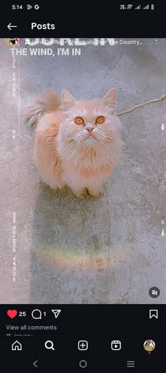 Persian cat
