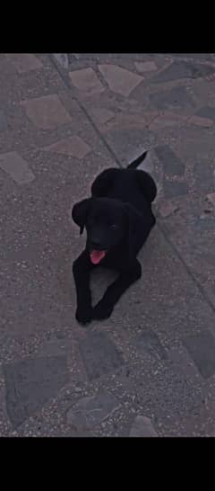 Labrador Black American Breed 100%