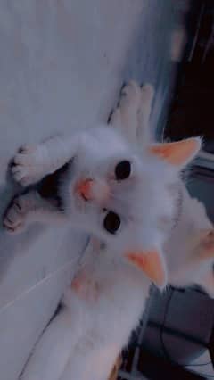 Persian