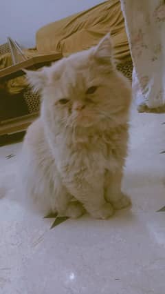cats for sale