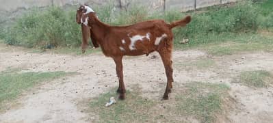 Pure Amritsari Beetal Male Kid Self || Bakra ka Bacha || 4 Month+ Age