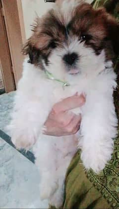 shihtzu