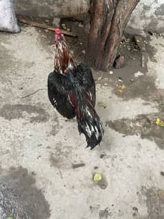 aseel bird miawali mazboot jor har loint sa pora ha parinda