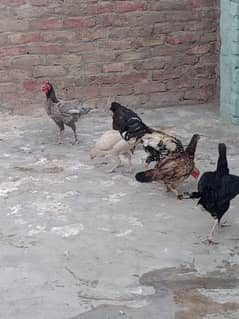 5 Desi Murgi or 1 Desi Murga Urgent Sell