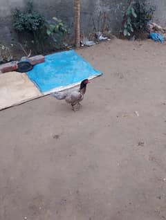 aseel