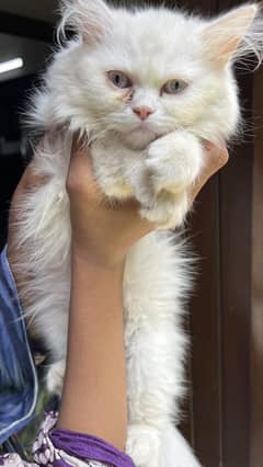 Persian