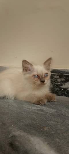 Himalayan kitten