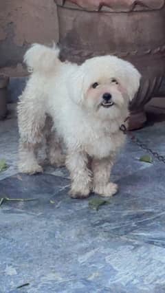 Tibetan terrier 1 year male
