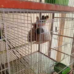 full size cage and birds