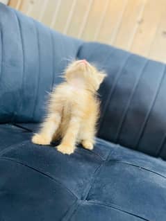 punch face kittens 03456206003 what's up nbr