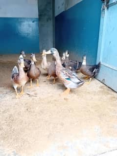 Ducks