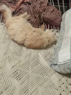 Mashallah boht achi cat h    03281644430