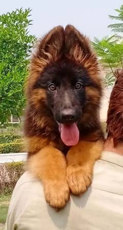 German Shepherd puppies 03255520926