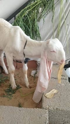 gulabi Bakra for sell