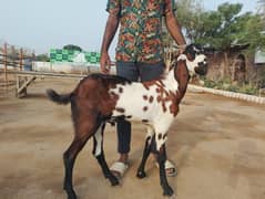 2 dant khasi bakra