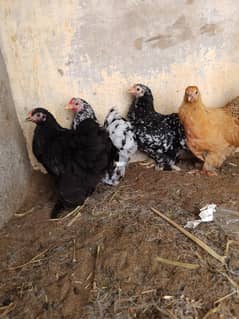 Bantam