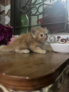 Persian triple coat kitten