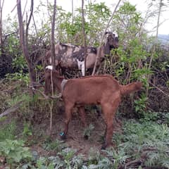 Beautiful goat