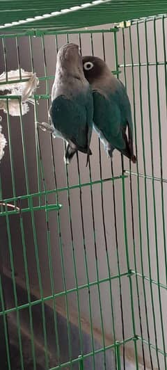 blue Fisher/ love bird  pair  with cage