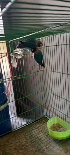 blue