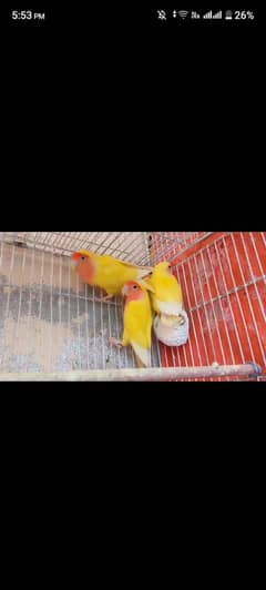 cremino pair