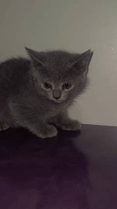 looking for new home