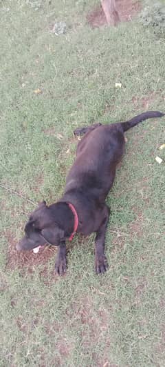labrador
