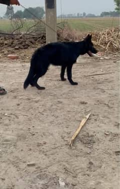 long court balck german shapherd female whatsapp 03092700100