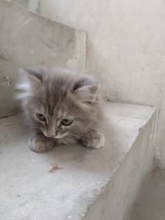 gray Kitten 2months